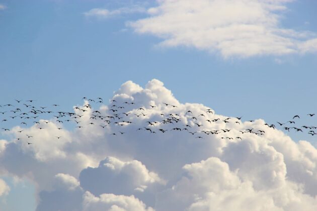 bird-migration-