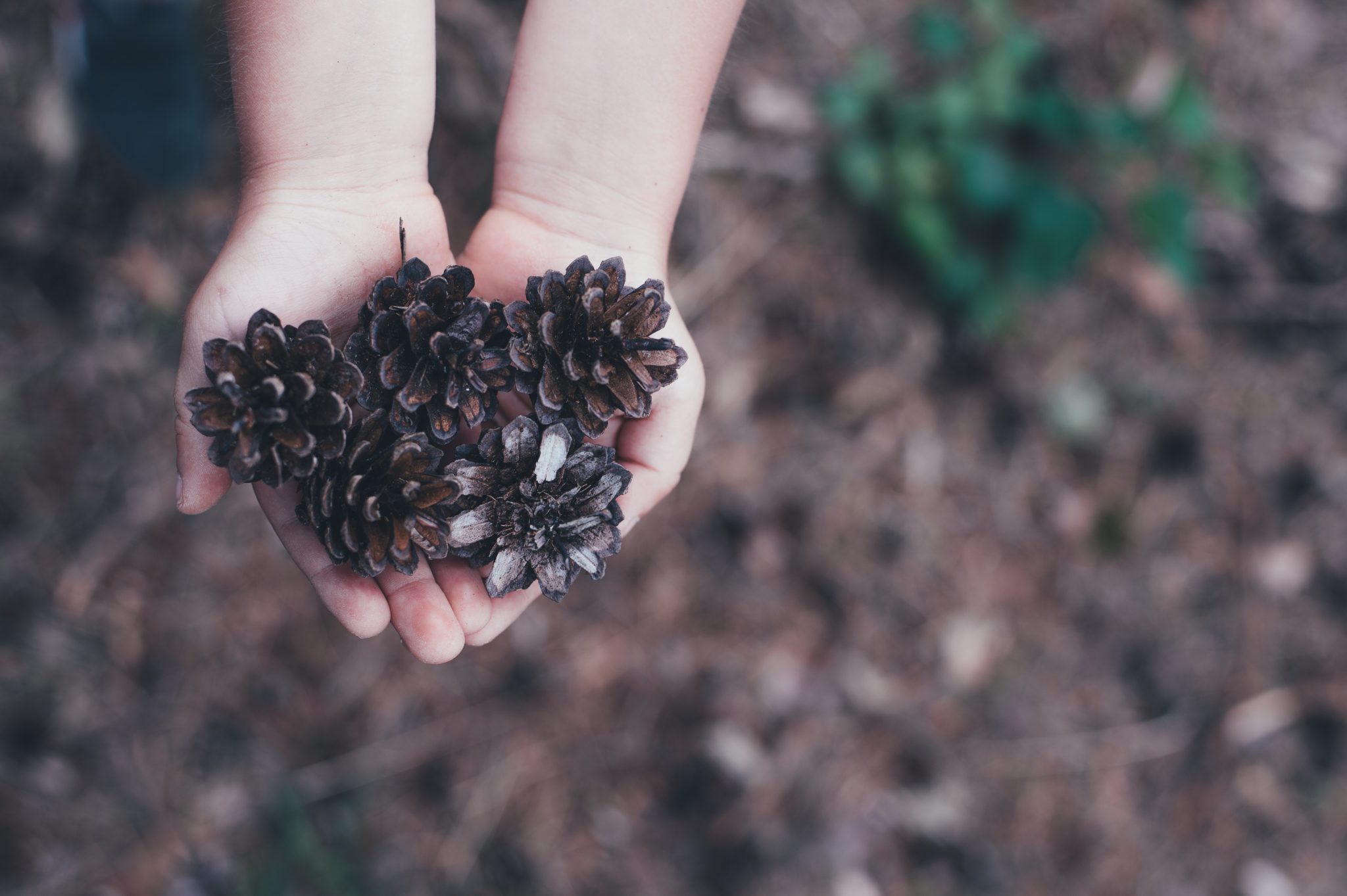 child holding pinecones