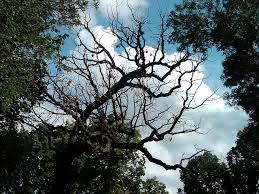 trees