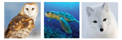 wildlife