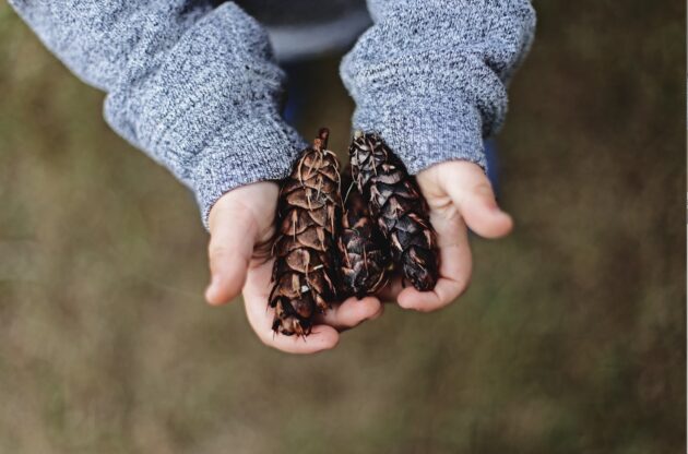 child holding pinecones