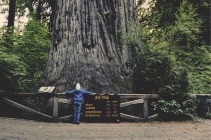 child looking up at tree