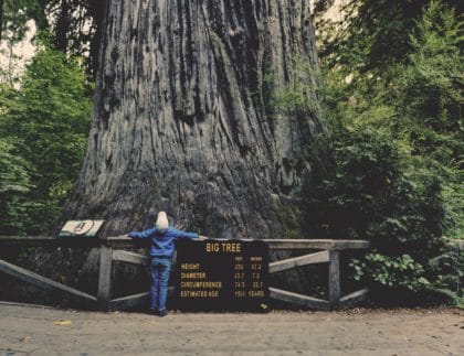 child looking up at tree