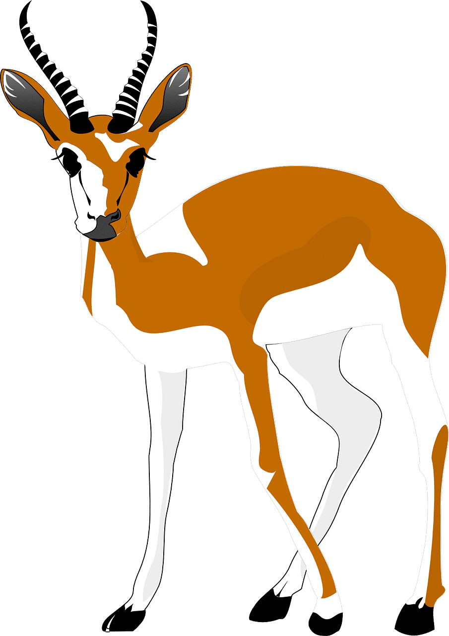 antelope