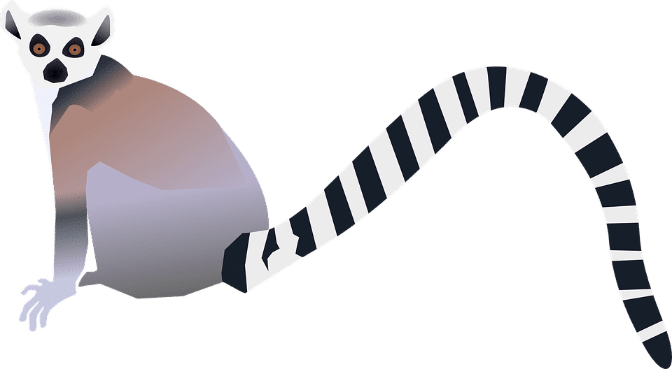 lemur-