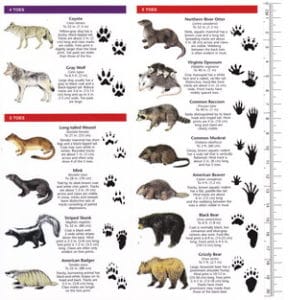  Pocket Naturalist Guide-Animal Tracks