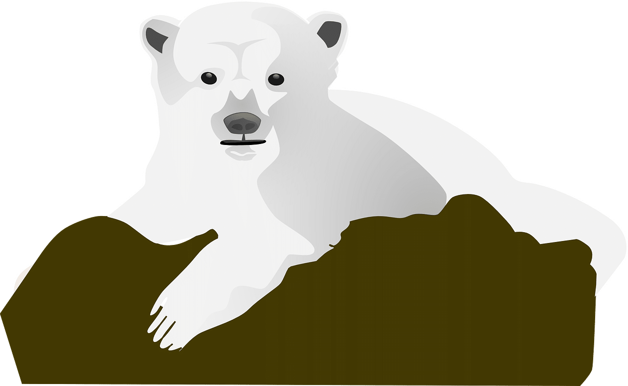 polar bear
