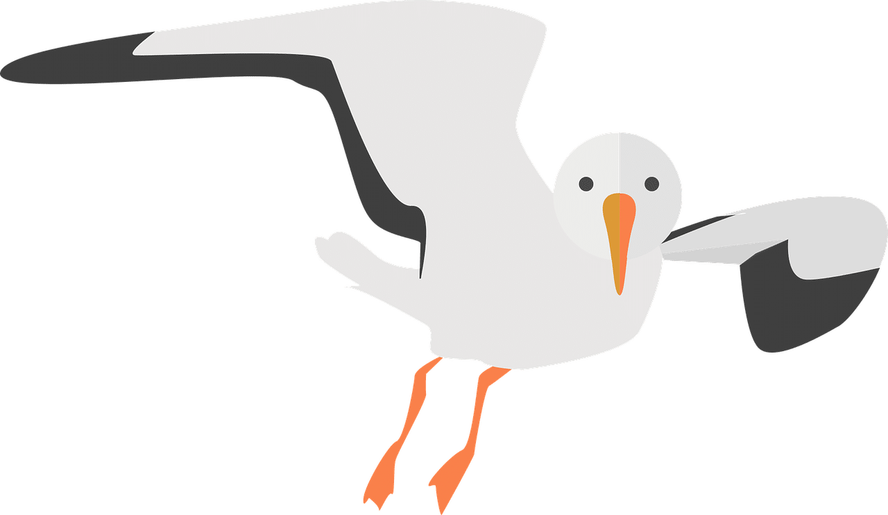 seagull