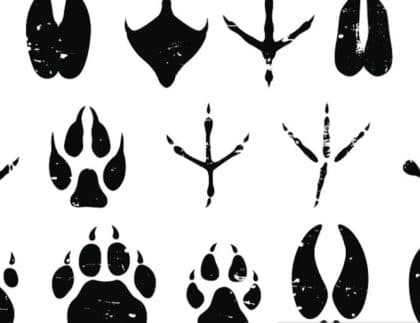 animal tracks