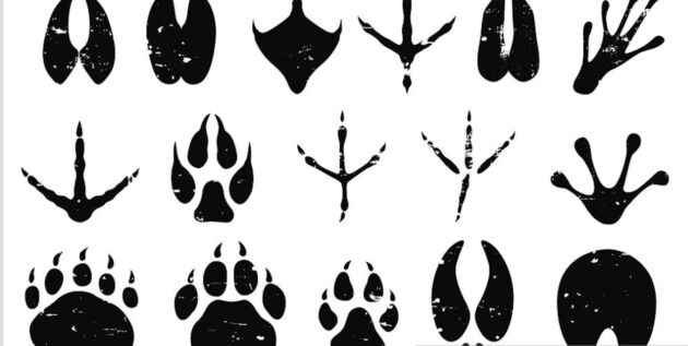 animal tracks