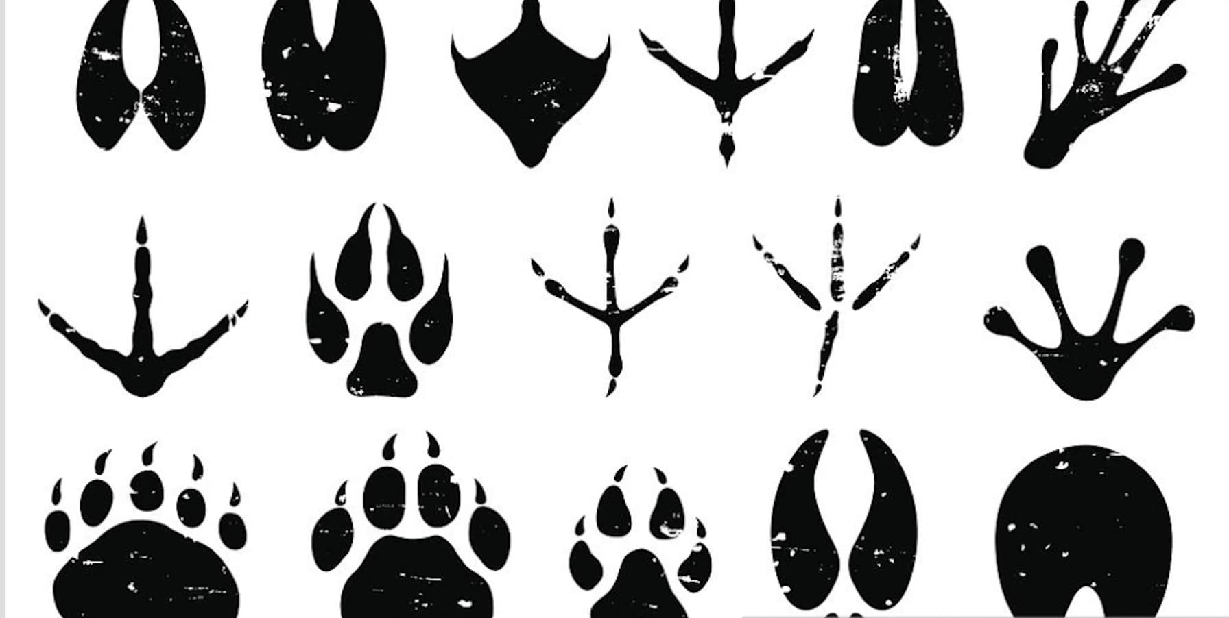 Identify Animal Tracks In Your Backyard & Beyond... - Childhood By Nature