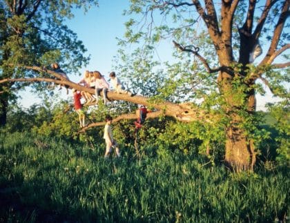 children climbing tree