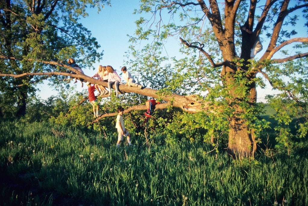 children climbing tree