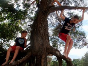children climbing tree