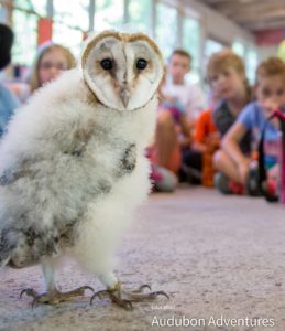 barn owl audubon adventures