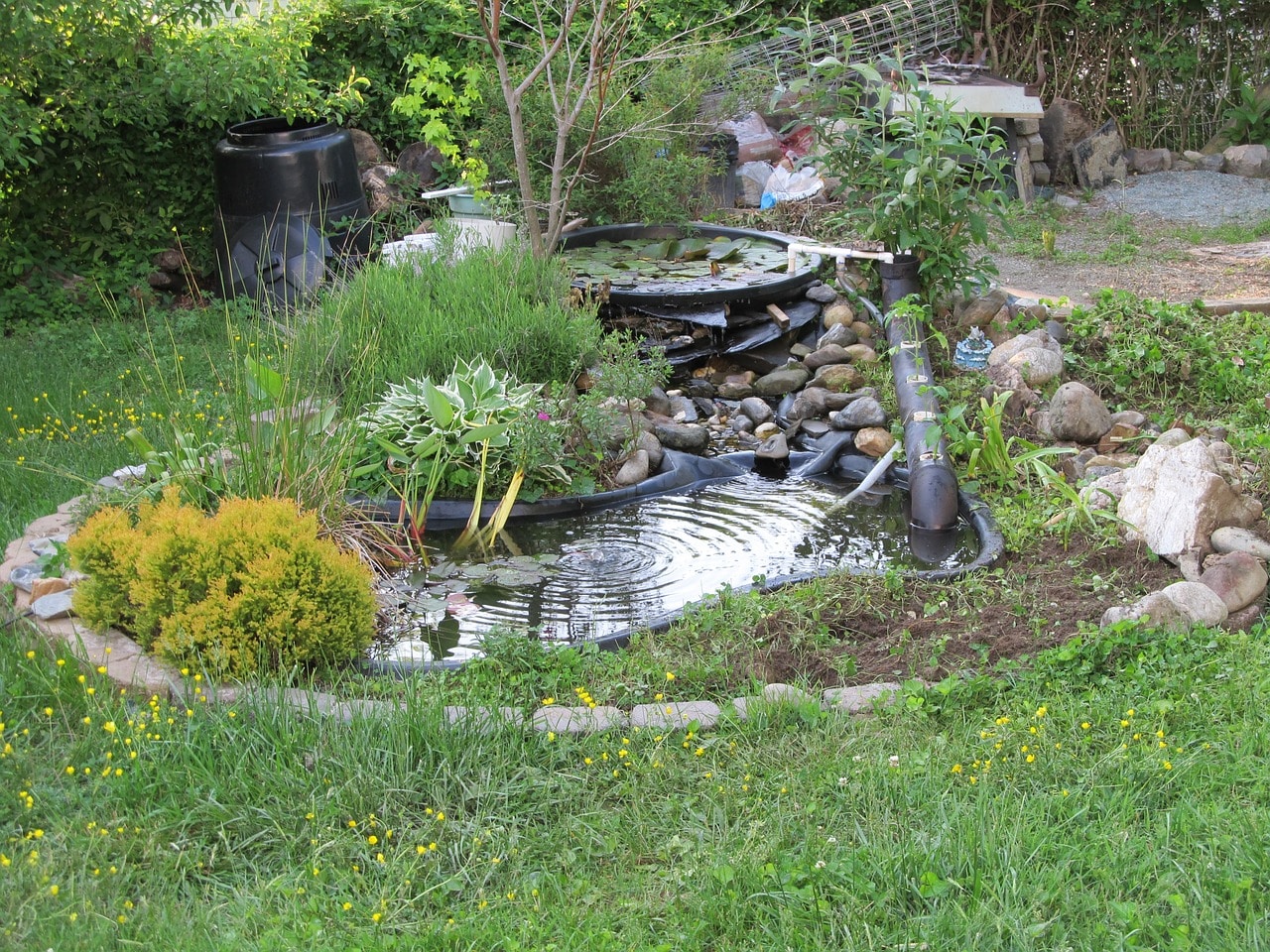 backyard pond for wildlife