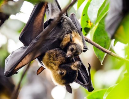 Flying Foxes