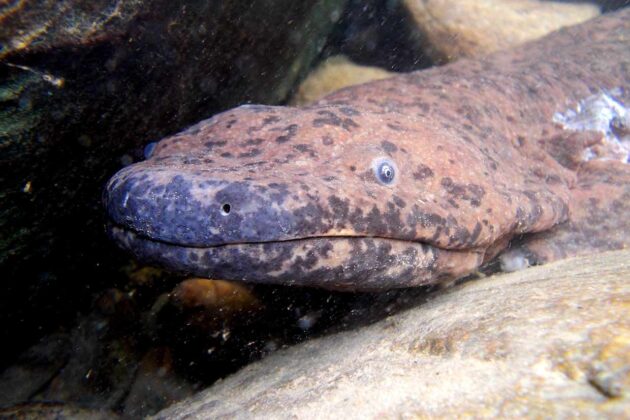 Giant salamander