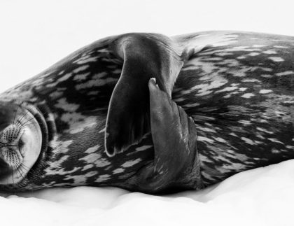 Sleeping like a Weddell by Ralf Schneider