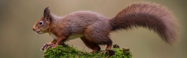 red squirrel