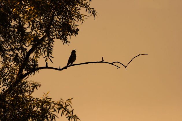 birds migration