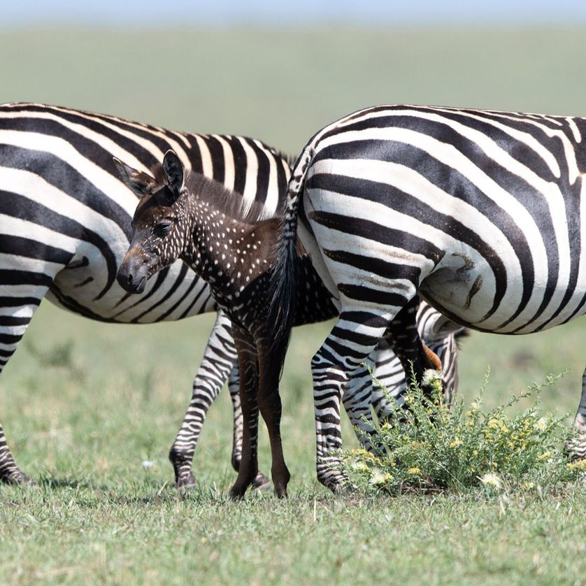 zebra foal