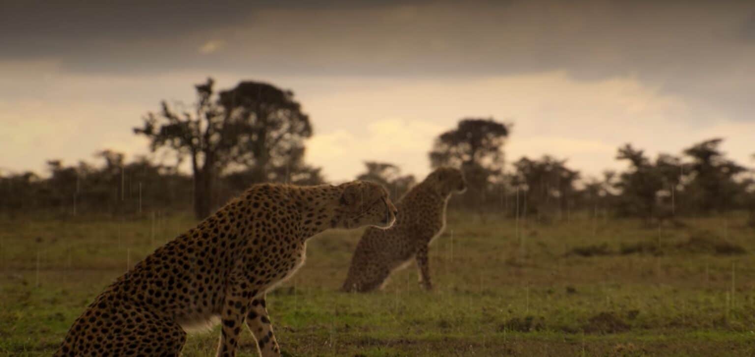 Top Nature Documentaries to Watch With Your Kids Childhood By Nature