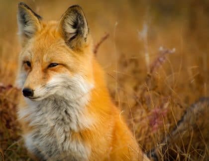 fox in nature