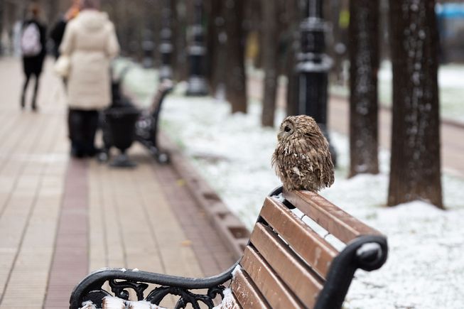 city owl