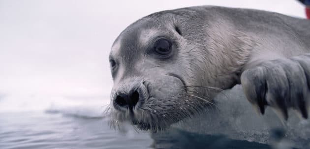 seal