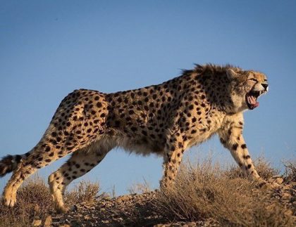 iranian_cheetah_roars