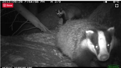 camera trap