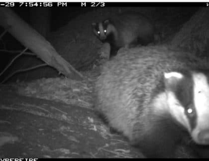 camera trap