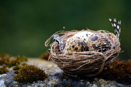 bird's nest