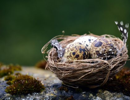 bird's nest