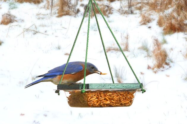 backyard birding