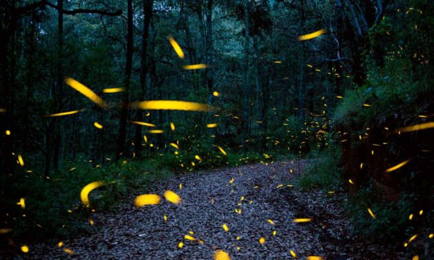 fireflies