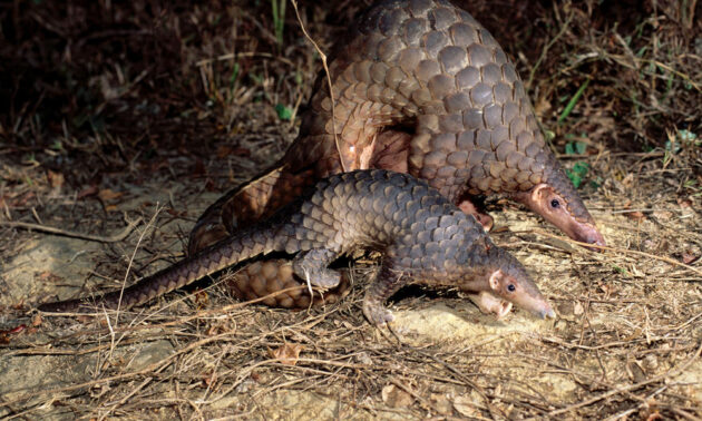 pangolins