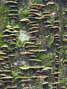 tree lichens