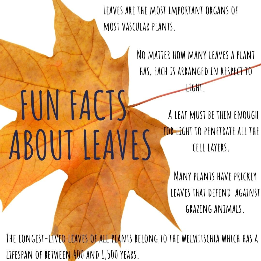 Fun Facts About Leaves