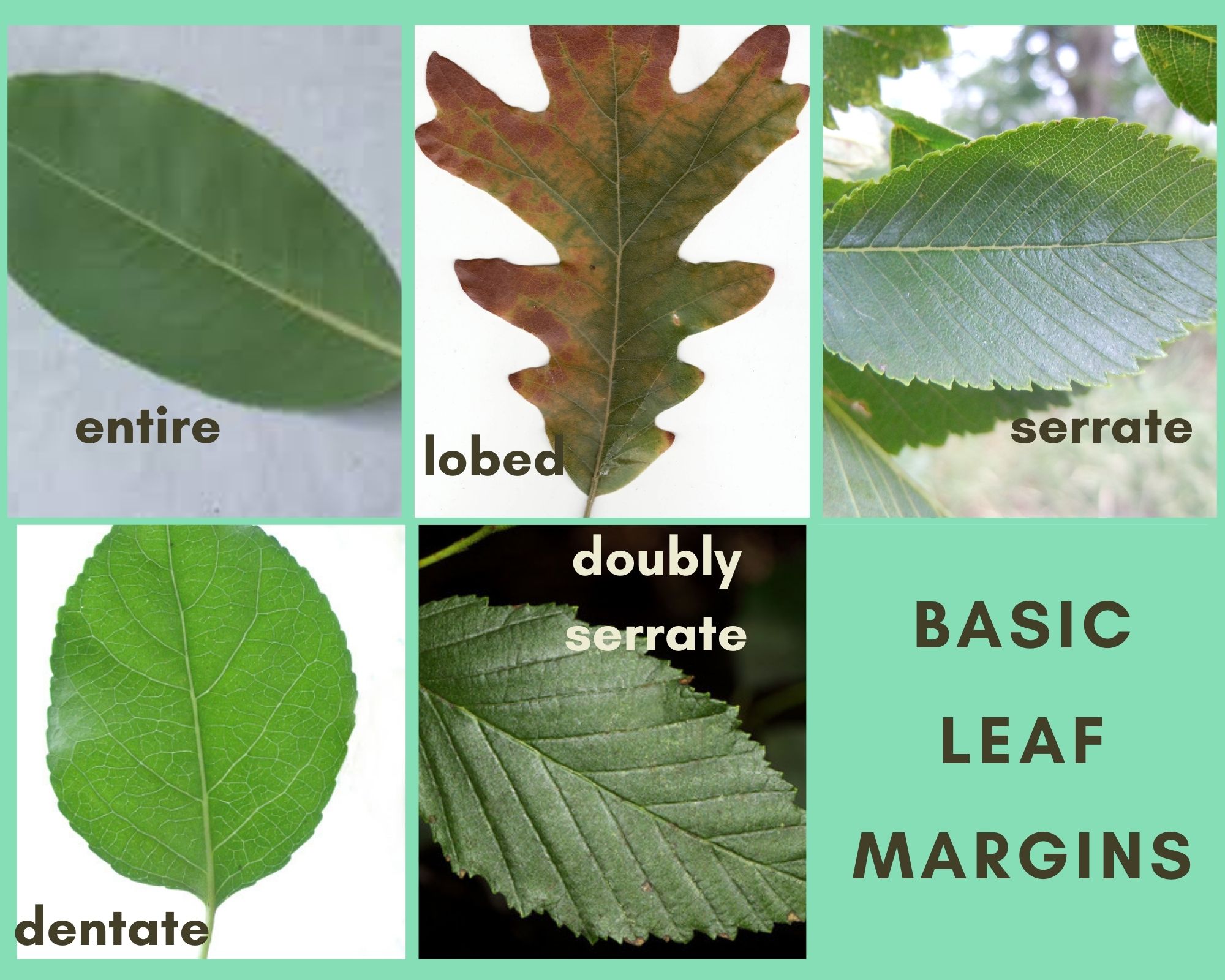 Leaf Margins (1)