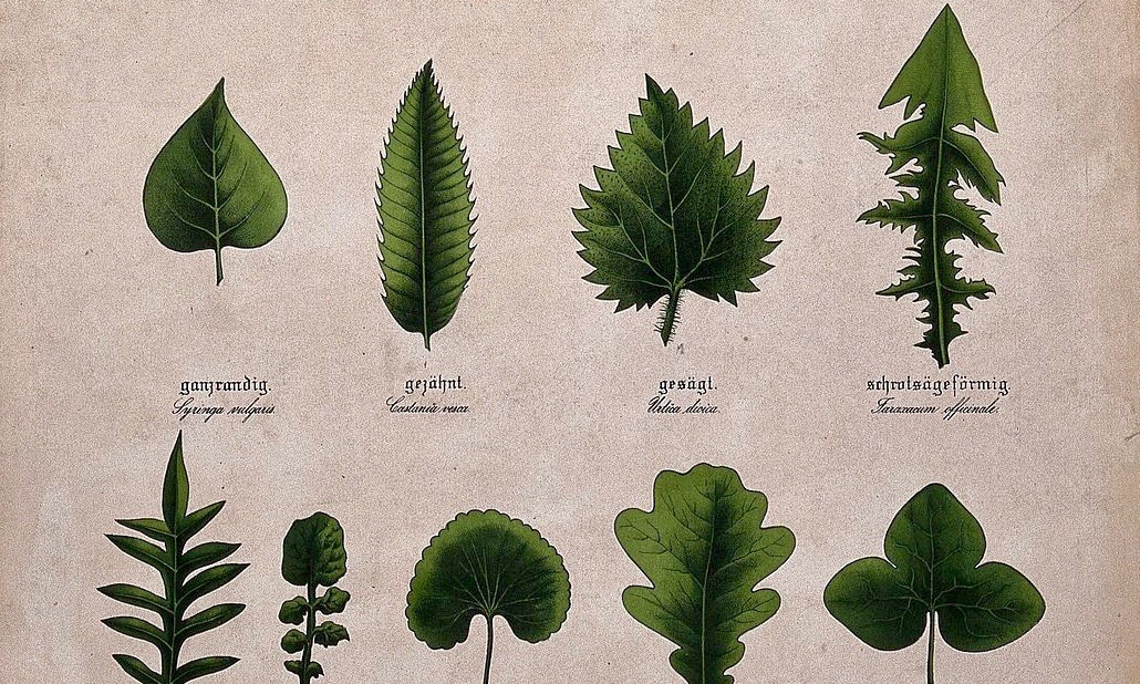leaf identification
