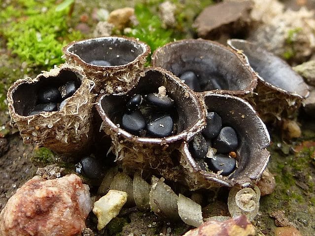 bird's nest fungi