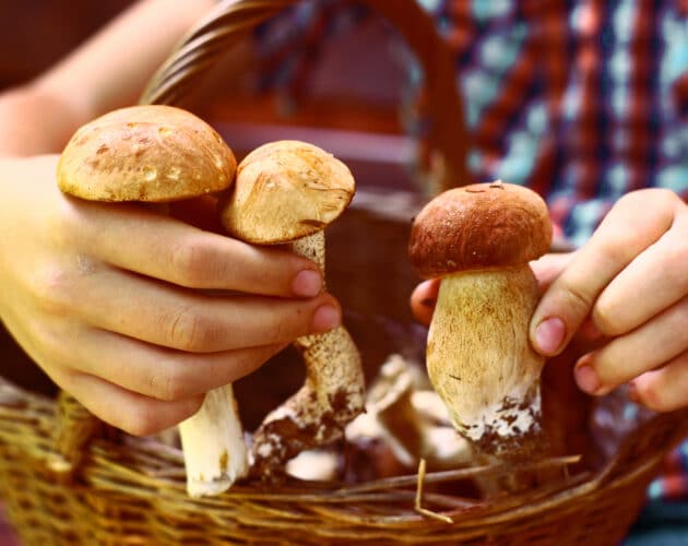 child holding mushrooms