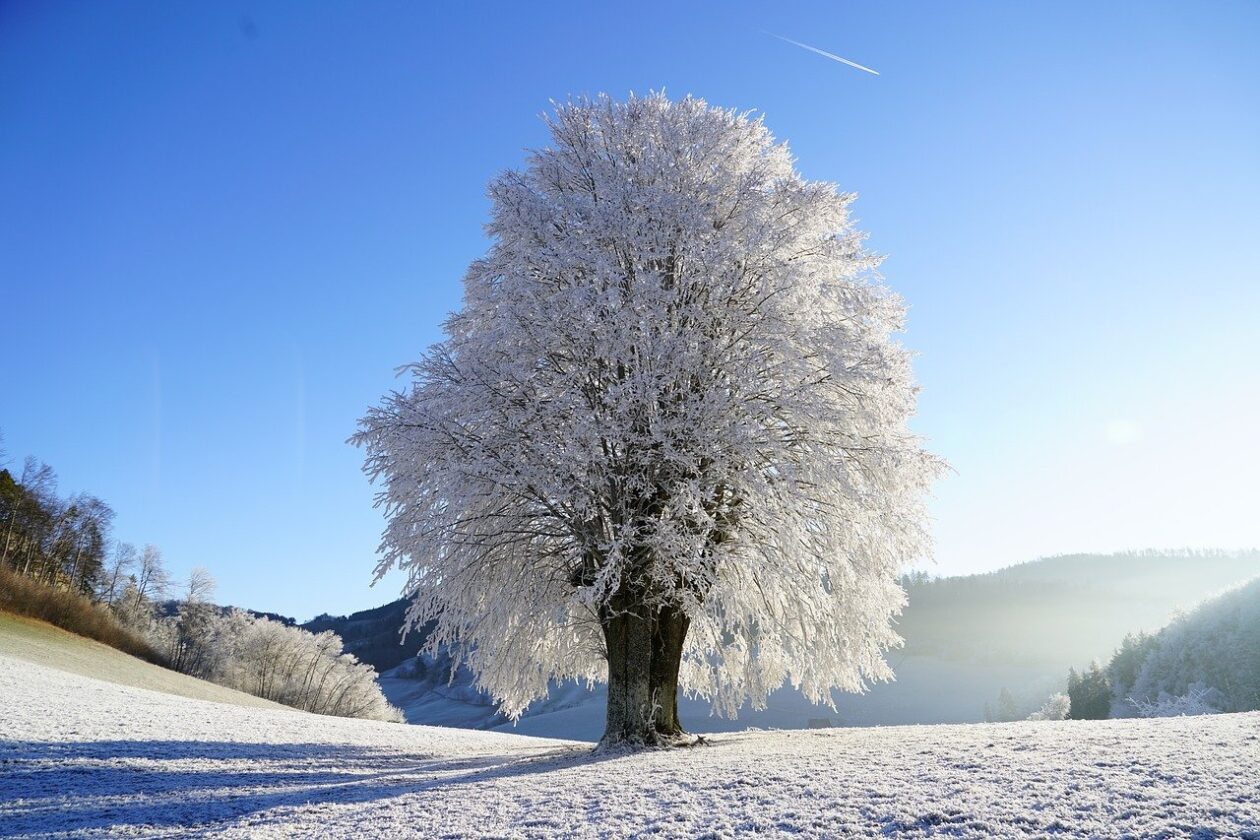 How to determine the age of a tree childhood by nature