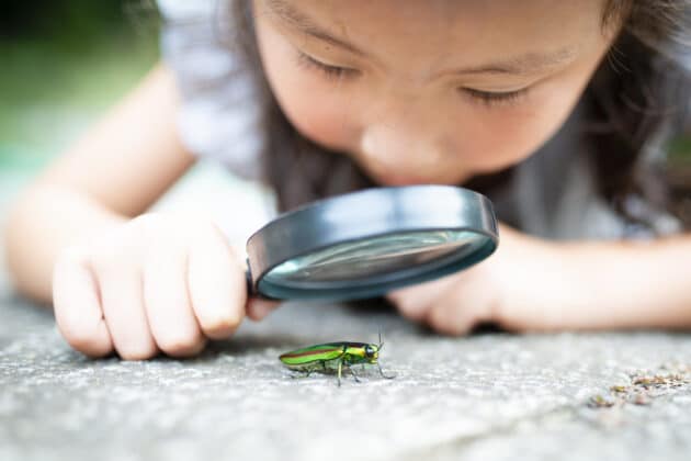 Child studying nature