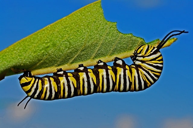 caterpillar-562104_640