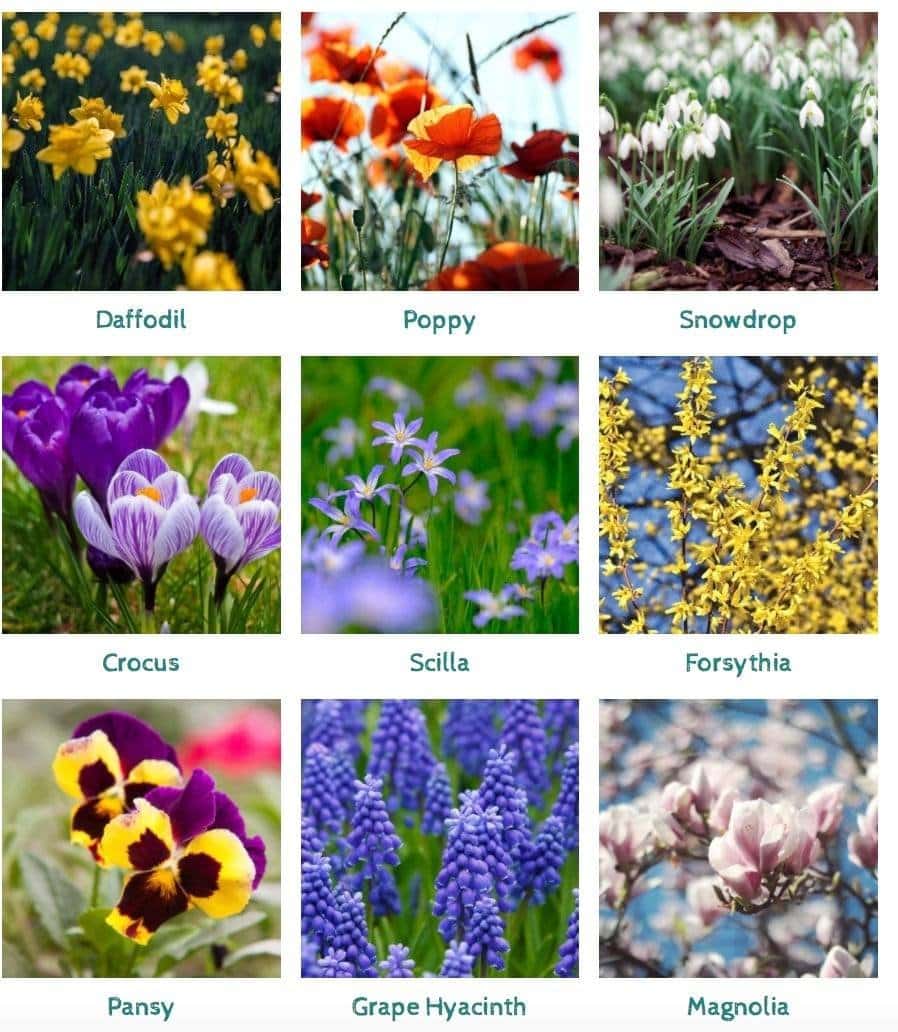 gallery of popular spring blooms