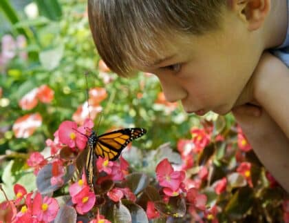 child with butterfly