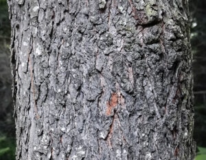 Black Cherry
Source: https://wildadirondacks.org/trees-of-the-adirondacks-black-cherry-prunus-serotina.html

